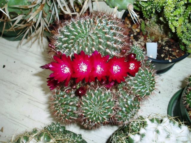 Sulcorebutia_tiraquensis_1